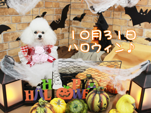 HAPPY HALLOWEEN♪
